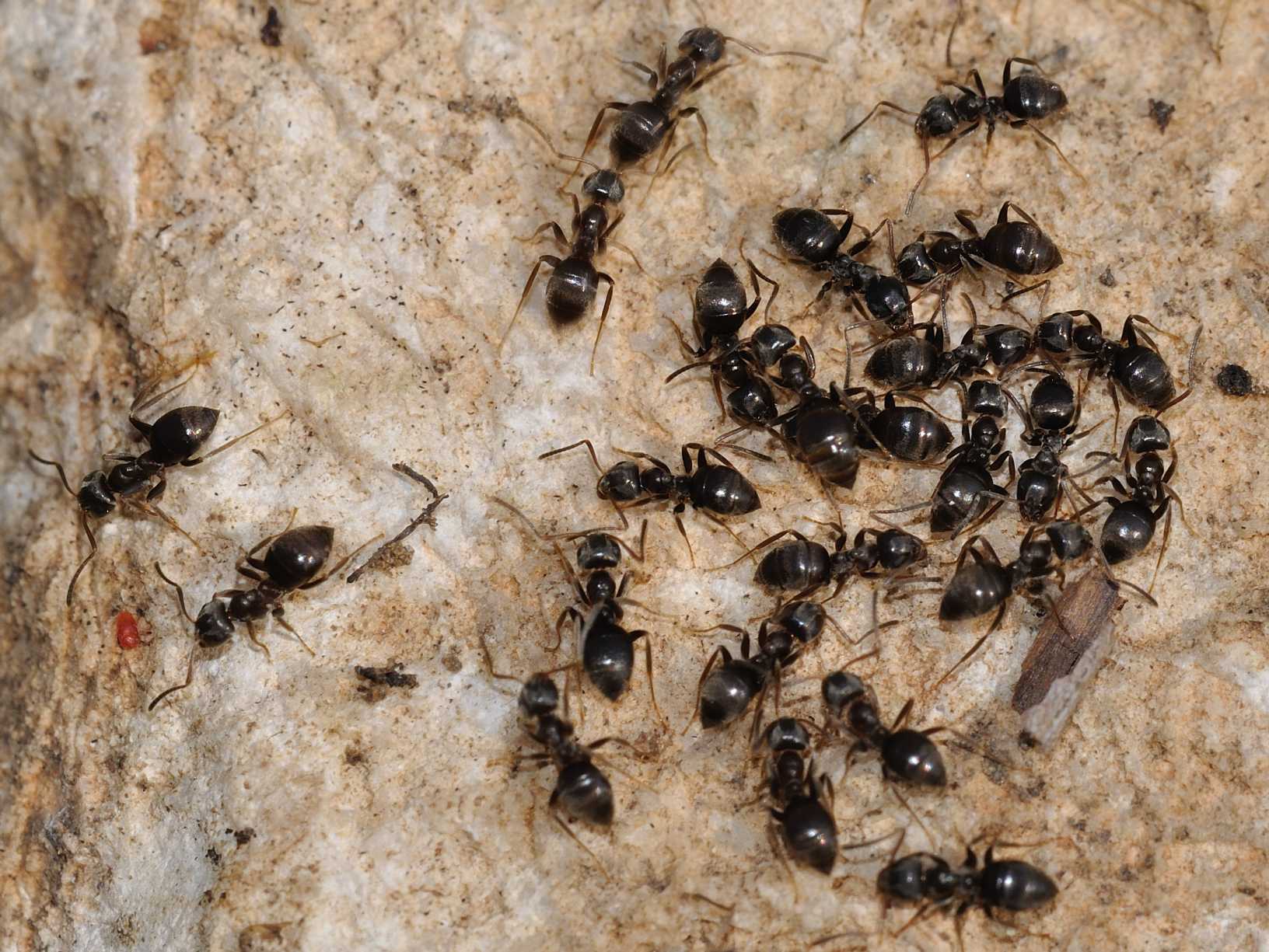 Tapinoma sp. ?